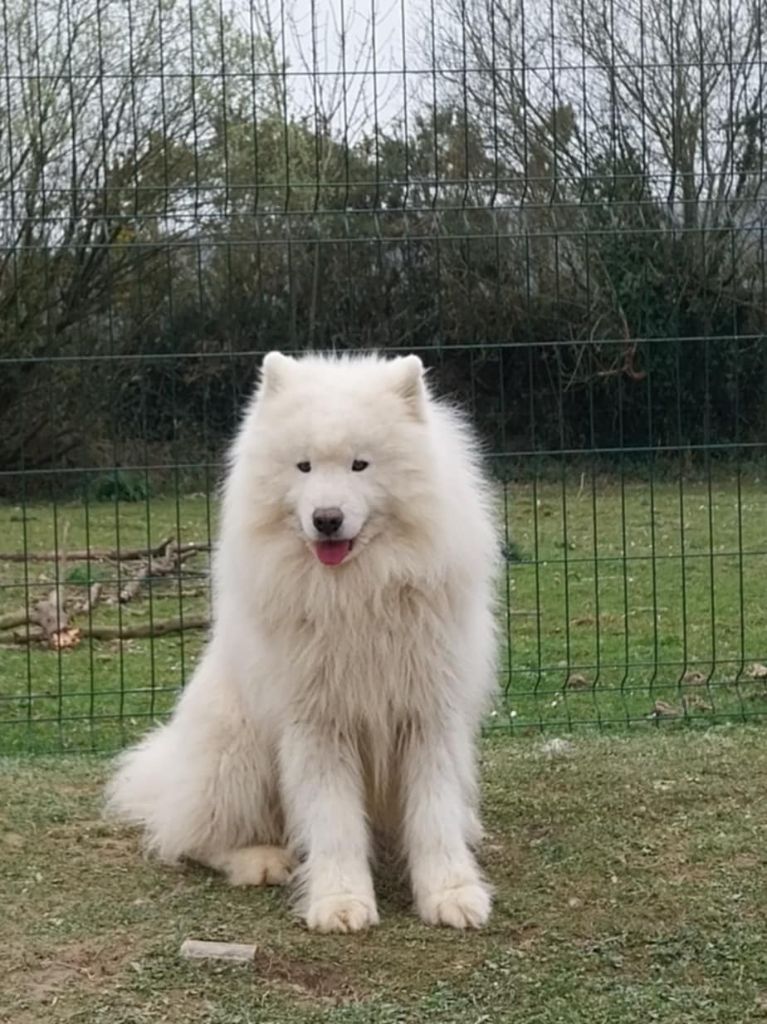 CH. Polar-circle-presley of Karasea
