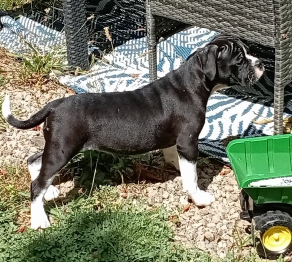 du regard de bianca - Chiots disponibles - Bulldog continental