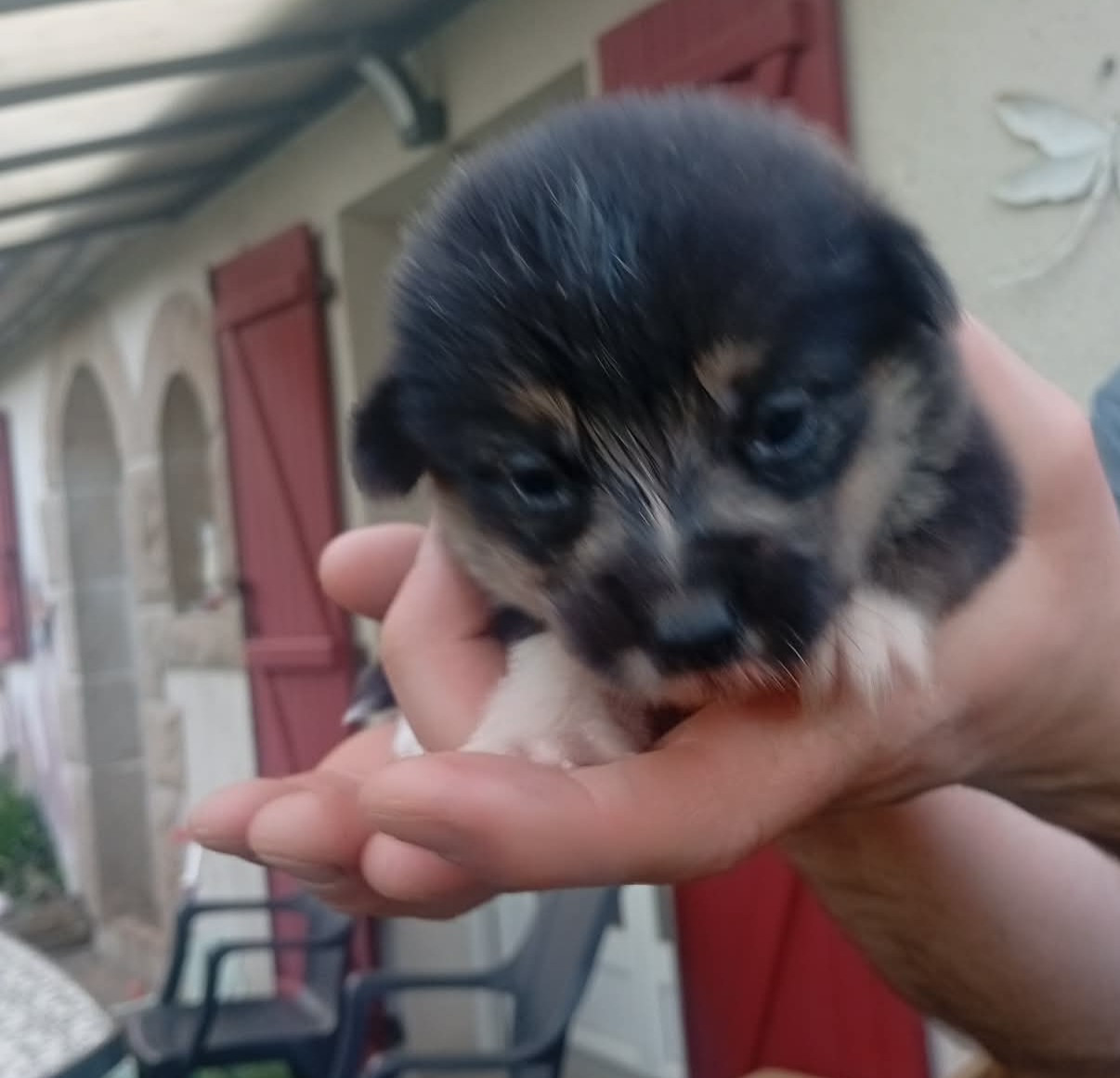 du regard de bianca - Chiots disponibles - Welsh Corgi Pembroke