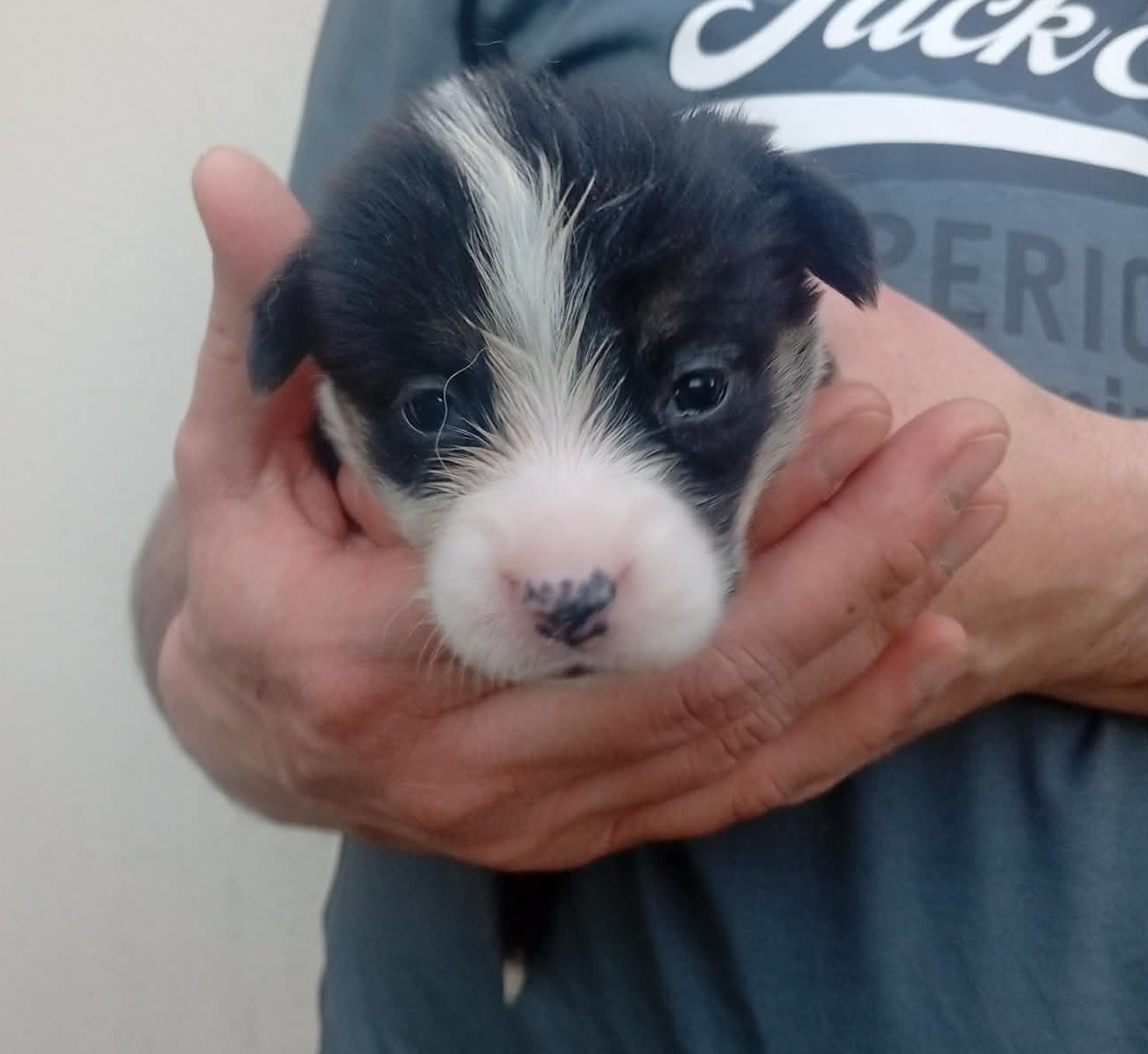 du regard de bianca - Chiots disponibles - Welsh Corgi Pembroke