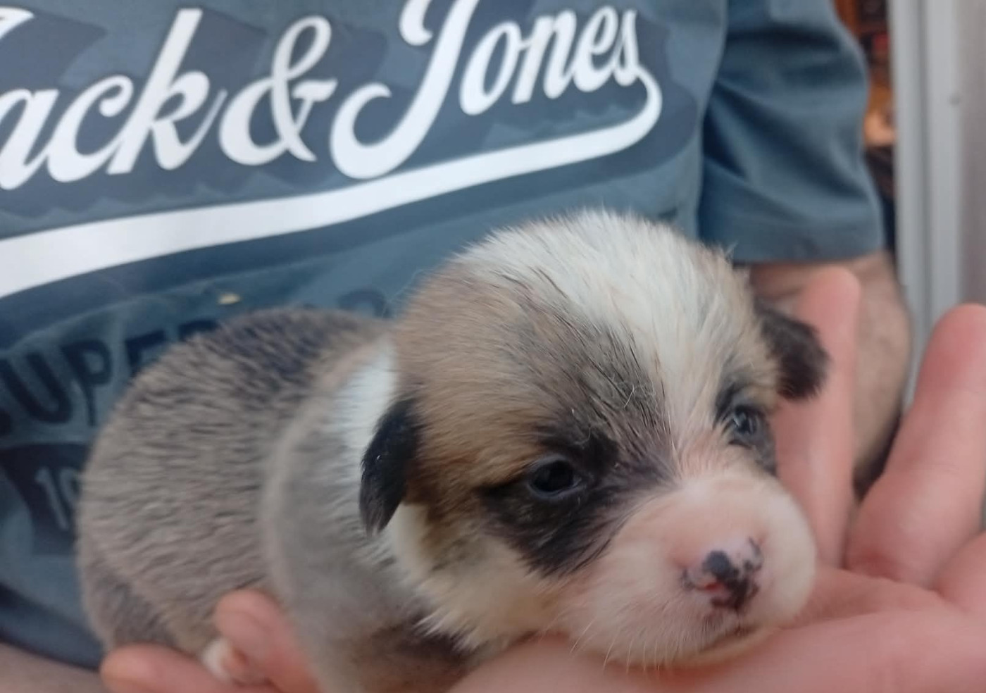 du regard de bianca - Chiots disponibles - Welsh Corgi Pembroke