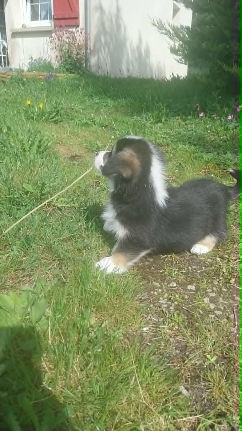 du regard de bianca - Chiots disponibles - Welsh Corgi Pembroke