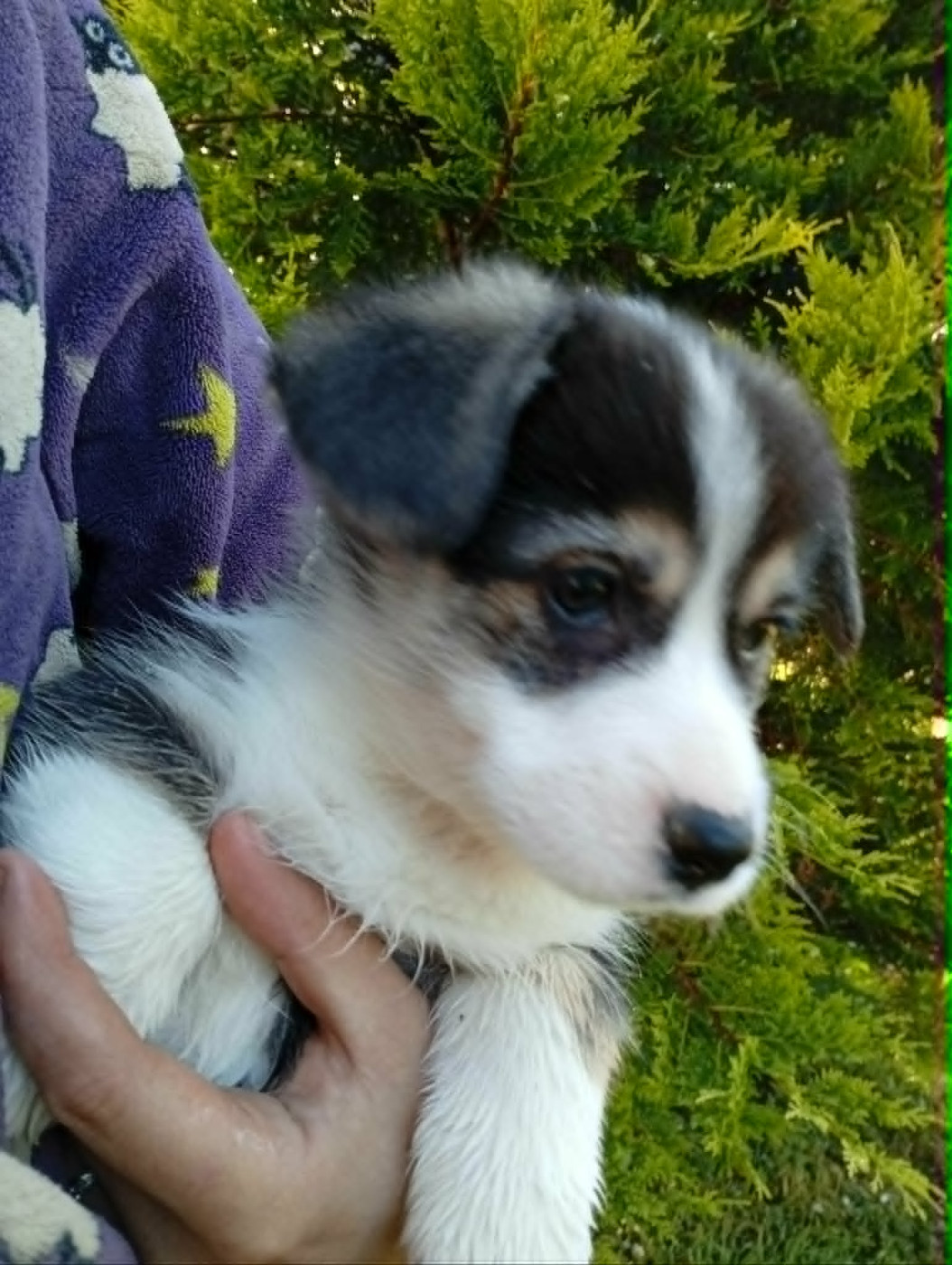 du regard de bianca - Chiots disponibles - Welsh Corgi Pembroke