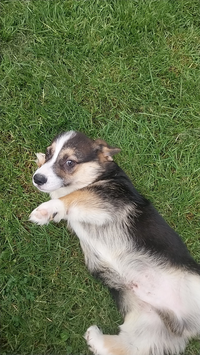 du regard de bianca - Chiots disponibles - Welsh Corgi Pembroke