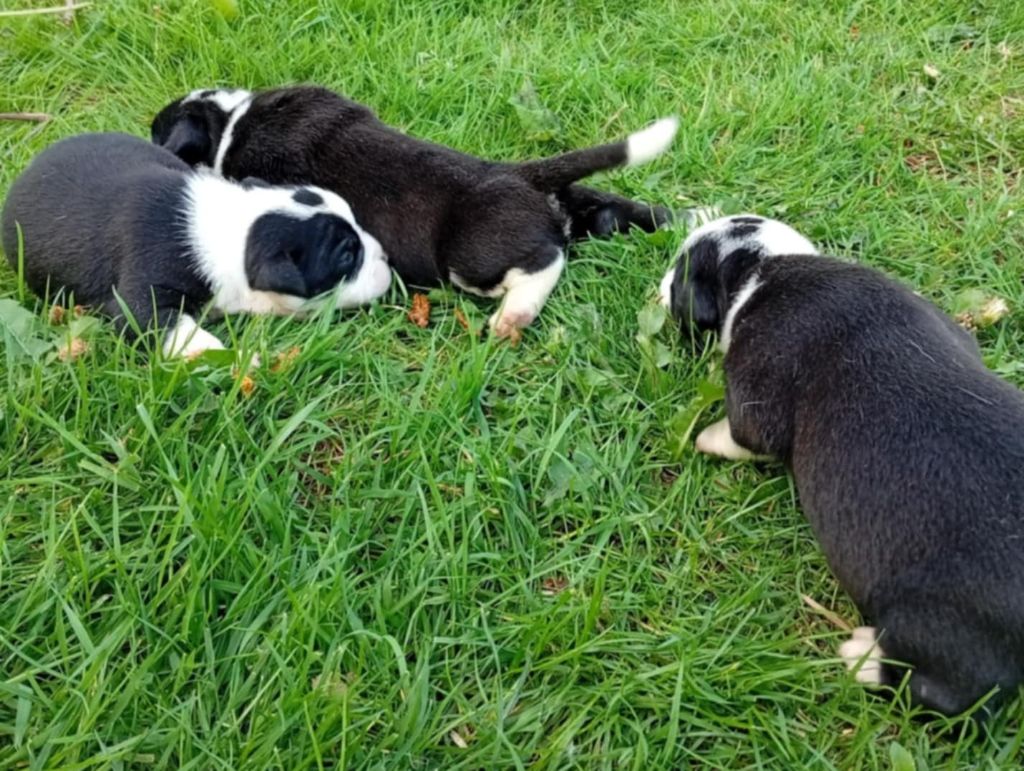 du regard de bianca - Chiots disponibles - Bulldog continental