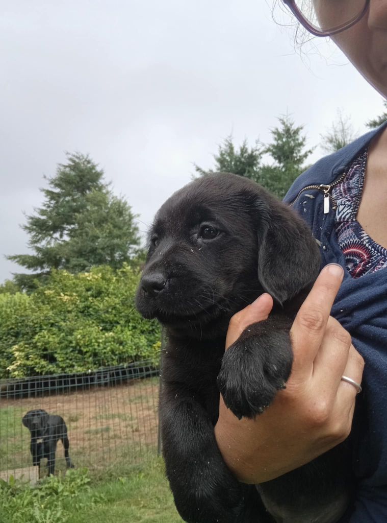 du regard de bianca - Chiots disponibles - Labrador Retriever