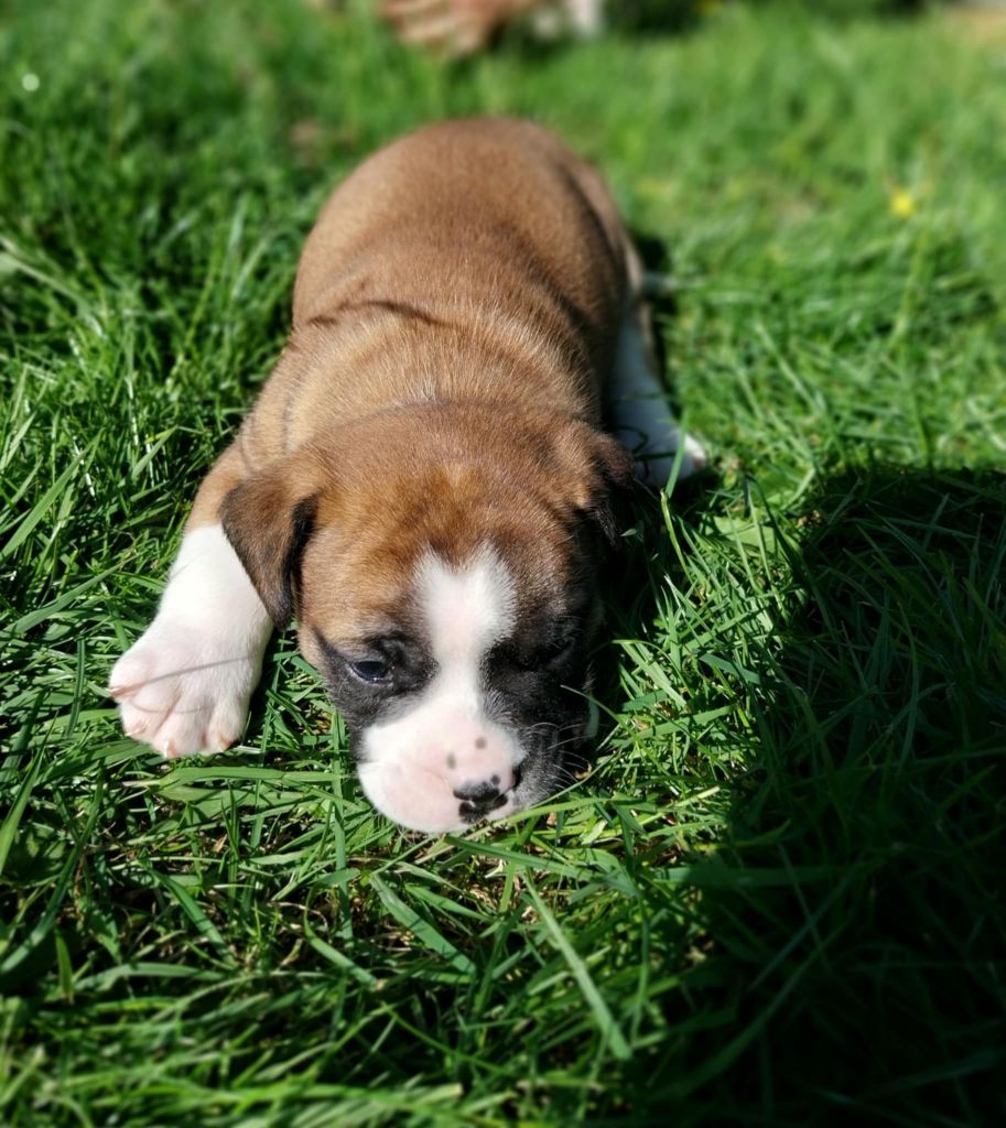du regard de bianca - Chiots disponibles - Bulldog continental