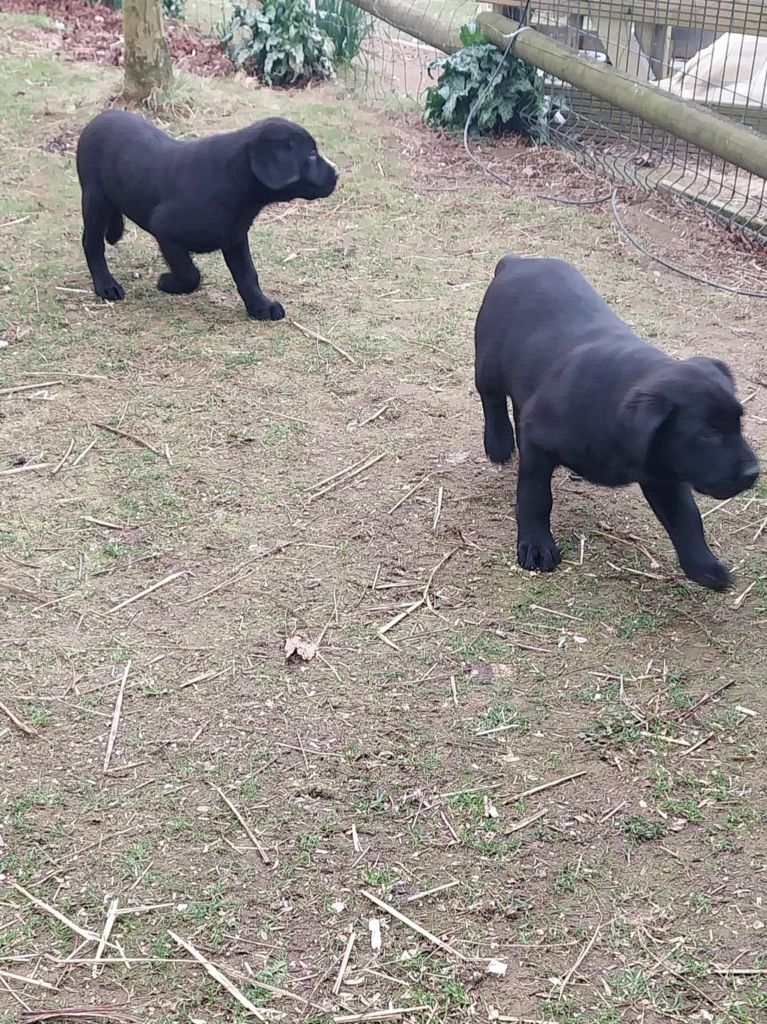 du regard de bianca - Chiots disponibles - Labrador Retriever