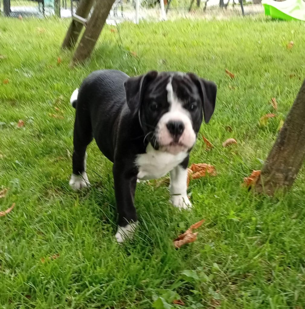du regard de bianca - Chiots disponibles - Bulldog continental