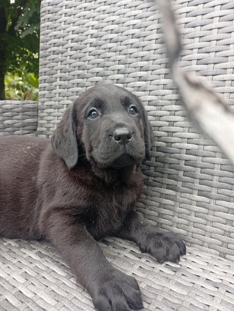du regard de bianca - Chiots disponibles - Labrador Retriever