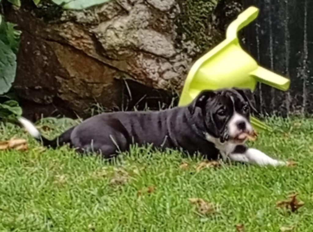 du regard de bianca - Chiots disponibles - Bulldog continental