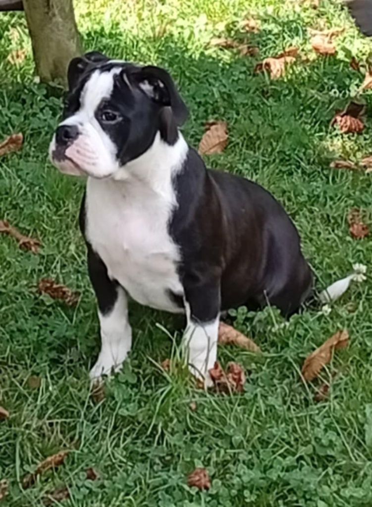 du regard de bianca - Chiots disponibles - Bulldog continental