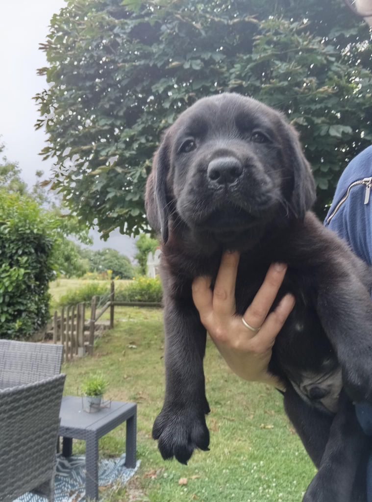 du regard de bianca - Chiots disponibles - Labrador Retriever