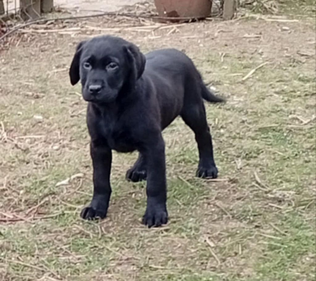 du regard de bianca - Chiots disponibles - Labrador Retriever