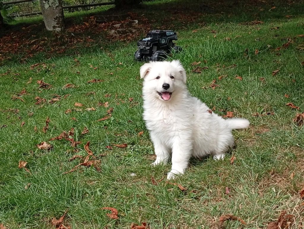 du regard de bianca - Chiots disponibles - Berger Blanc Suisse