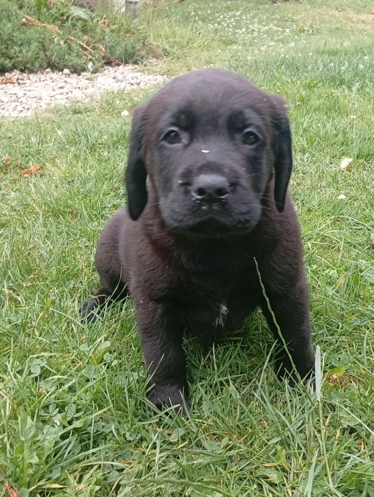 du regard de bianca - Chiots disponibles - Labrador Retriever