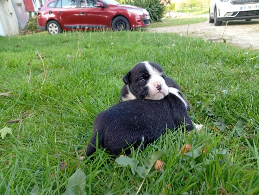 du regard de bianca - Chiots disponibles - Bulldog continental