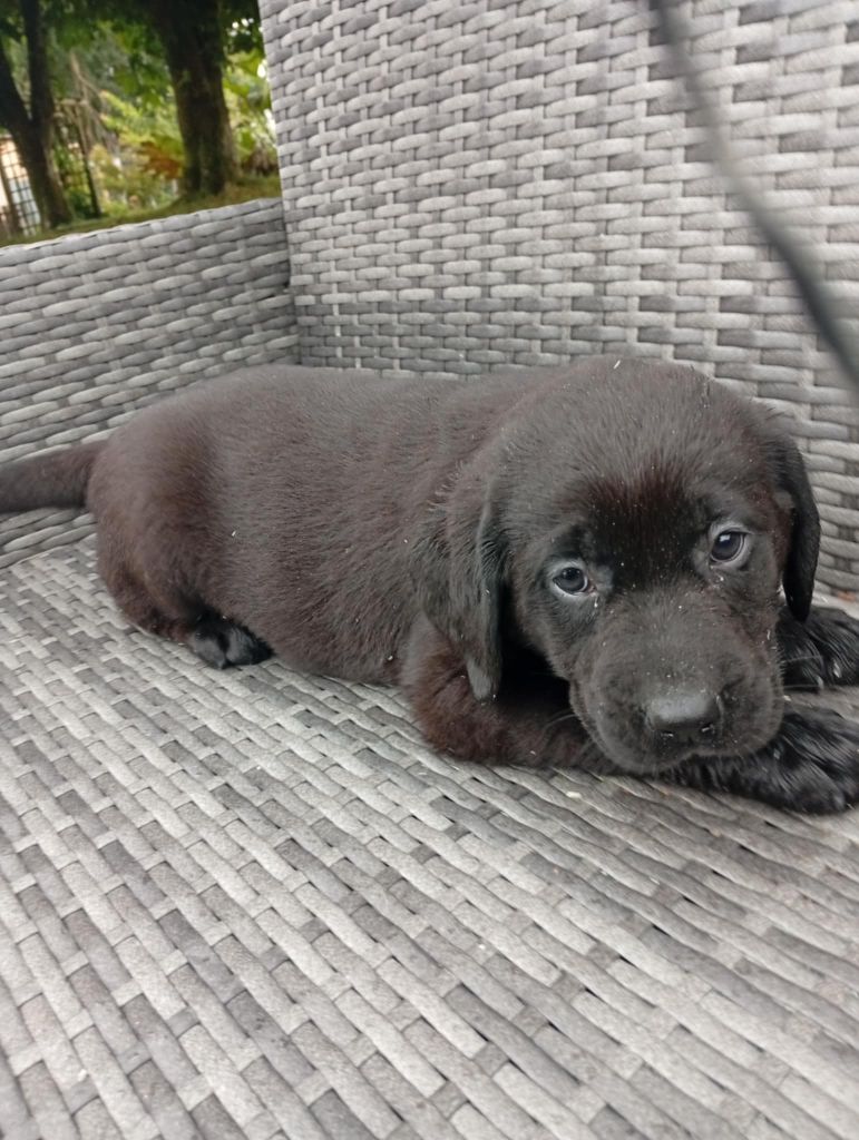 du regard de bianca - Chiots disponibles - Labrador Retriever