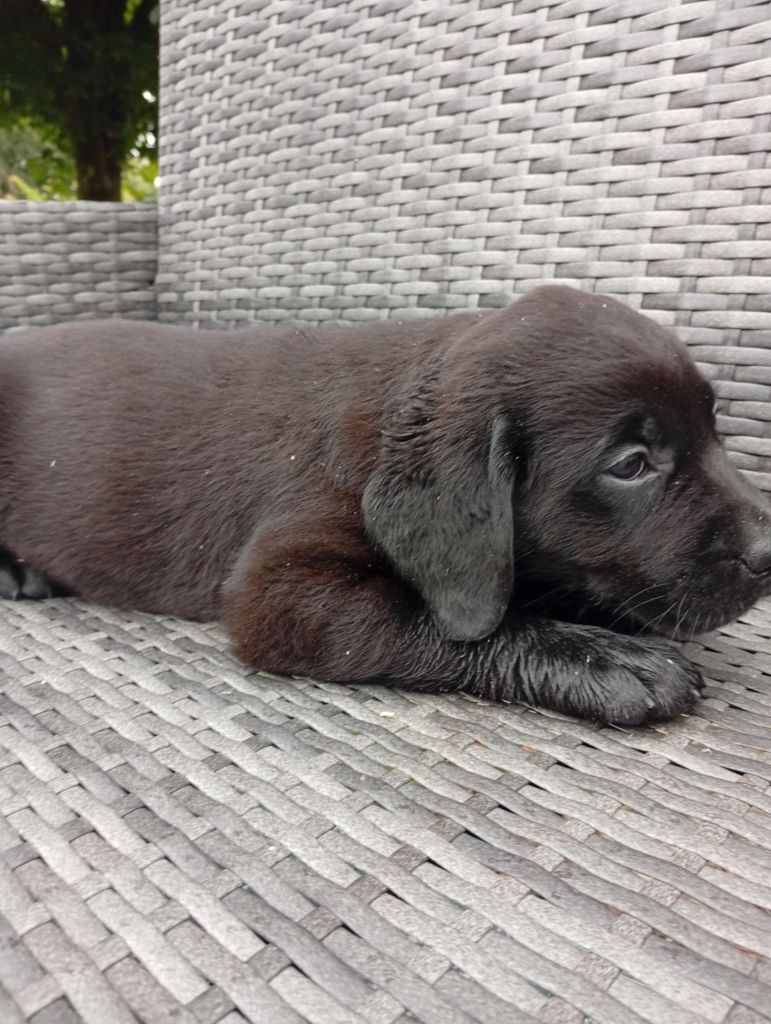 du regard de bianca - Chiots disponibles - Labrador Retriever