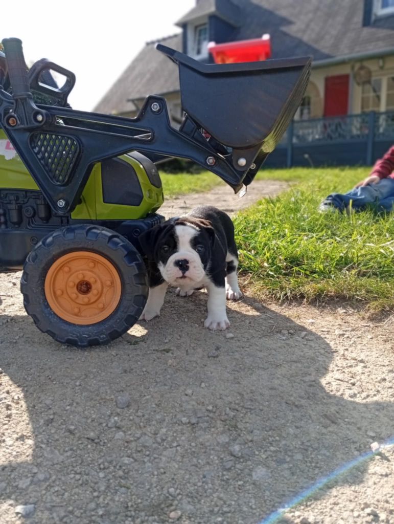 du regard de bianca - Chiots disponibles - Bulldog continental