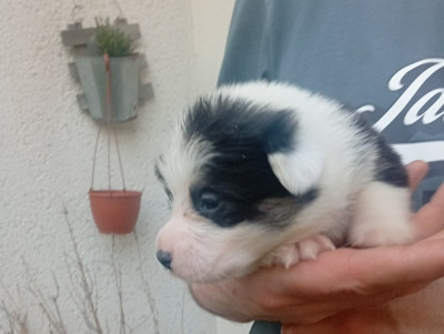 Chiot N°3