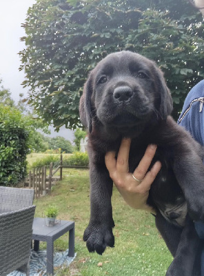 CHIOT 3