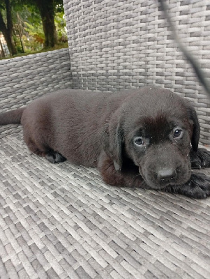 CHIOT 7
