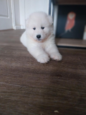 AYKA