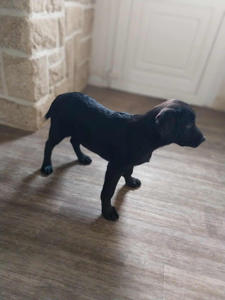 du regard de bianca - Chiots disponibles - Labrador Retriever