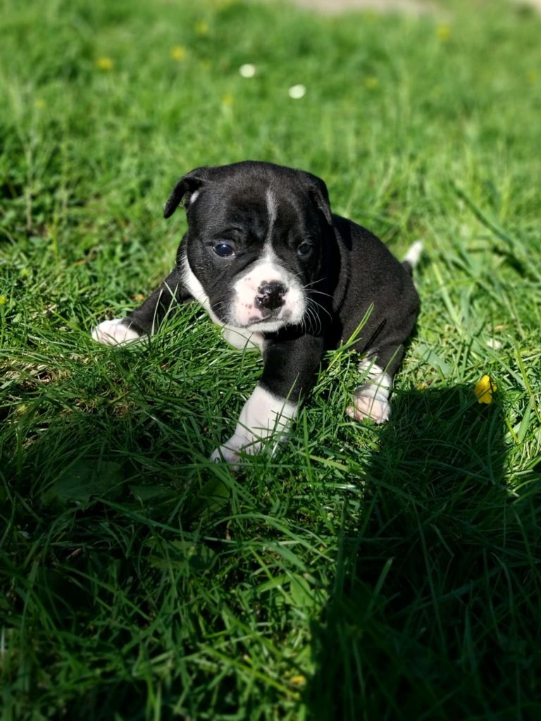 du regard de bianca - Chiots disponibles - Bulldog continental