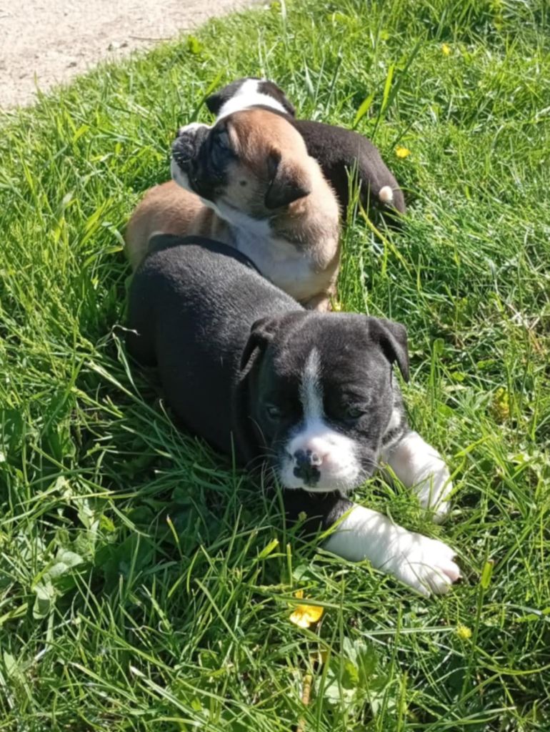 du regard de bianca - Chiots disponibles - Bulldog continental