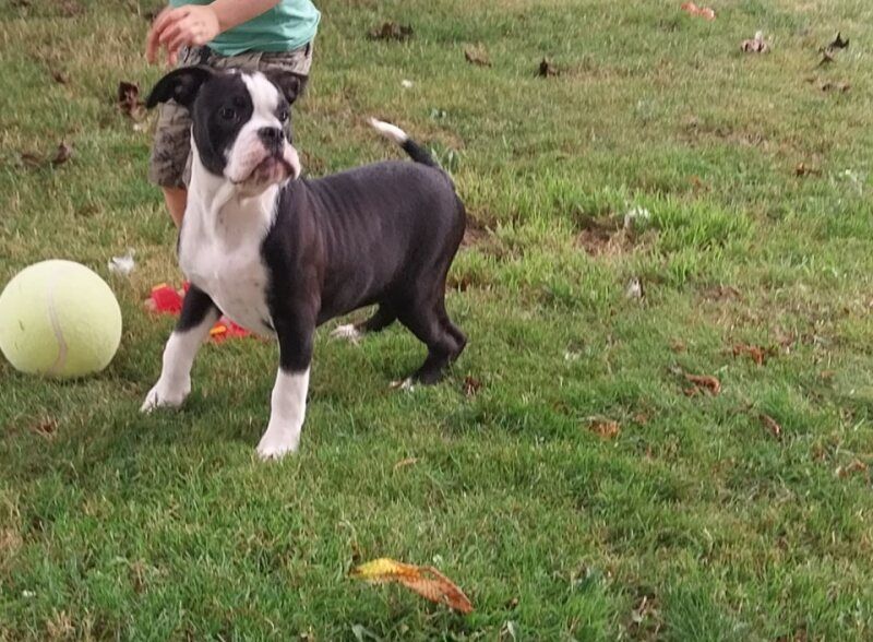 du regard de bianca - Chiots disponibles - Bulldog continental