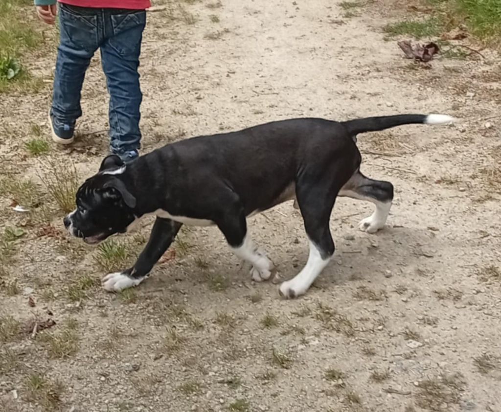 du regard de bianca - Bulldog continental - Portée née le 17/04/2025