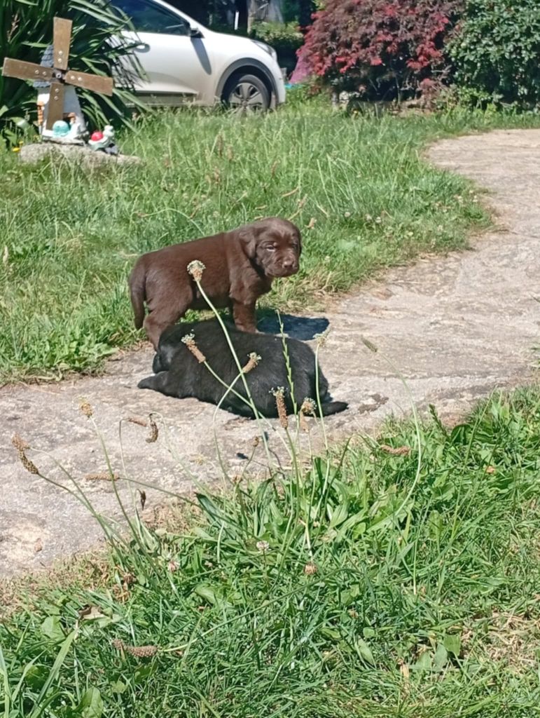 du regard de bianca - Chiots disponibles - Labrador Retriever