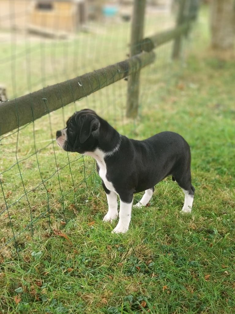 du regard de bianca - Chiots disponibles - Bulldog continental