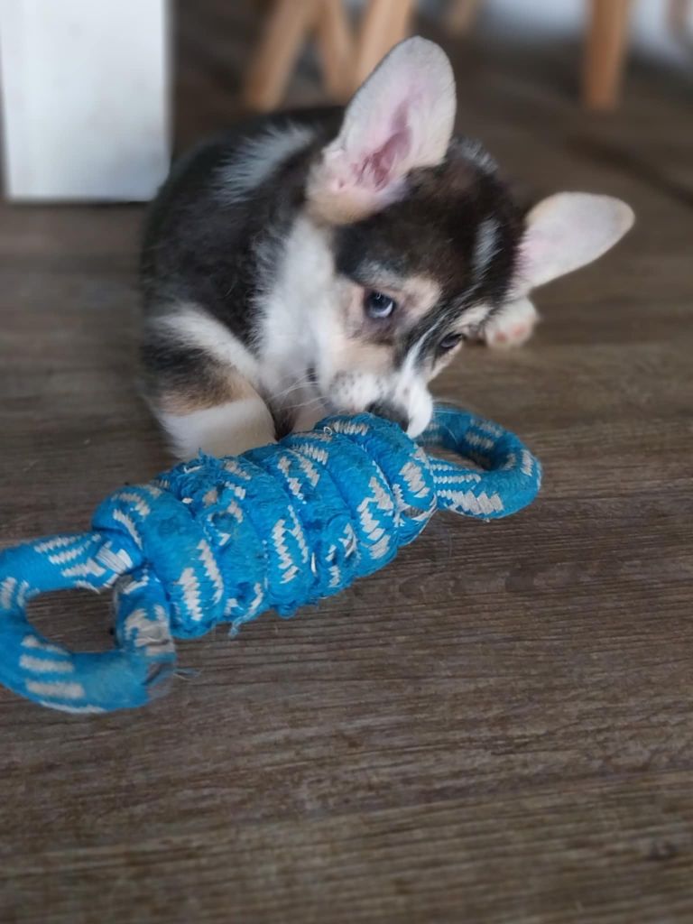 du regard de bianca - Chiots disponibles - Welsh Corgi Pembroke