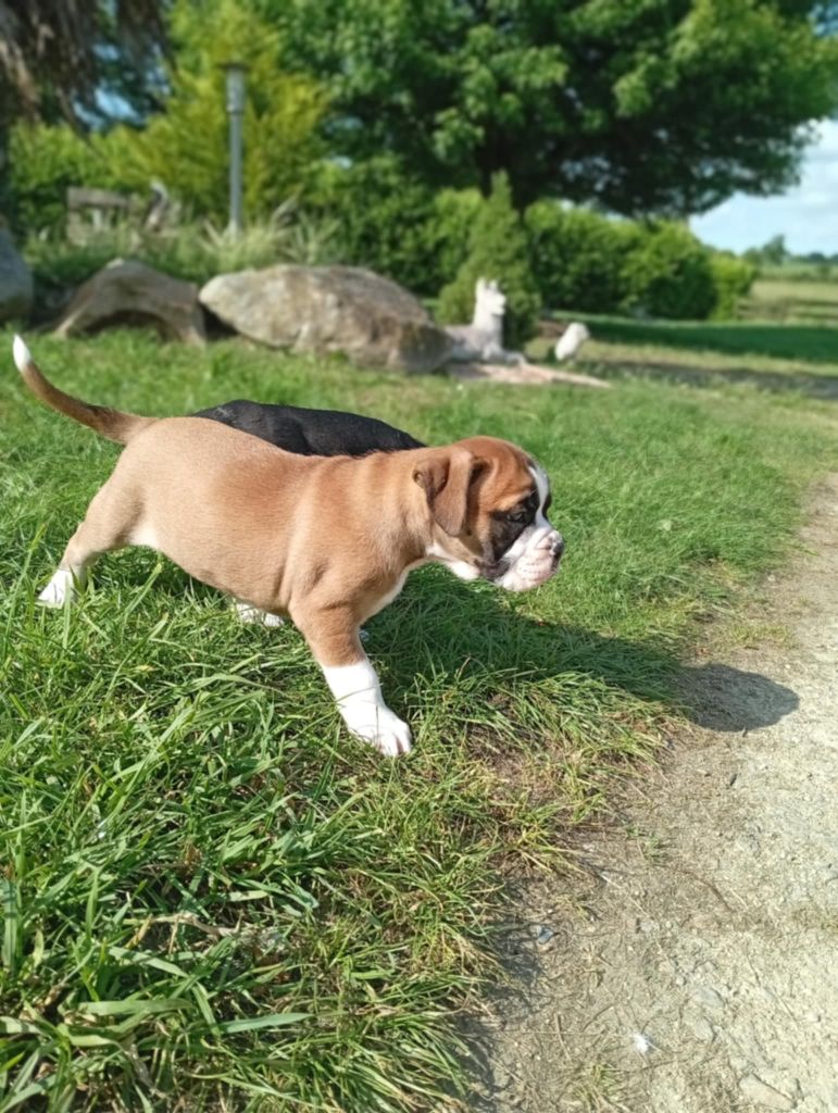 du regard de bianca - Chiots disponibles - Bulldog continental