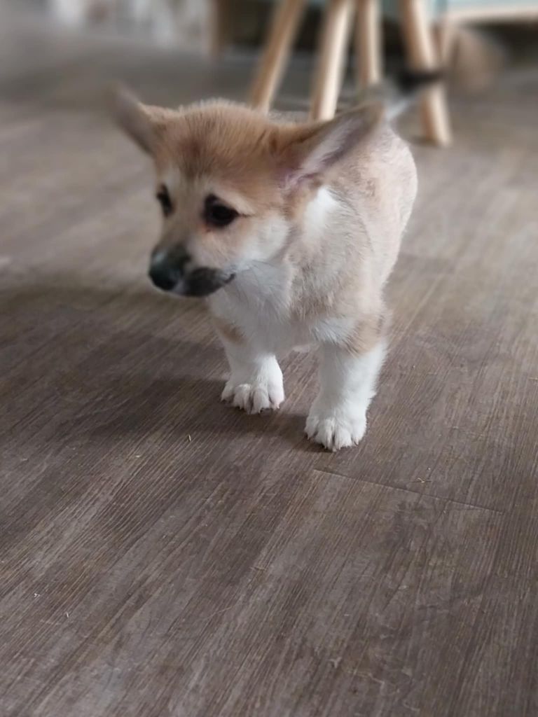 du regard de bianca - Chiots disponibles - Welsh Corgi Pembroke