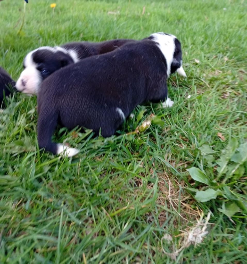 du regard de bianca - Chiots disponibles - Bulldog continental